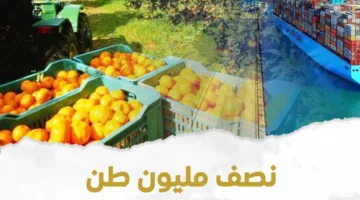 مصر تُصدر 4.8 مليون طن من المنتجات الزراعية منذ بداية السنة.