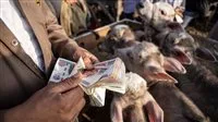 صندوق التأمين على المواشي يقدم 450 أضحية لصالح منظمات المجتمع المدني.