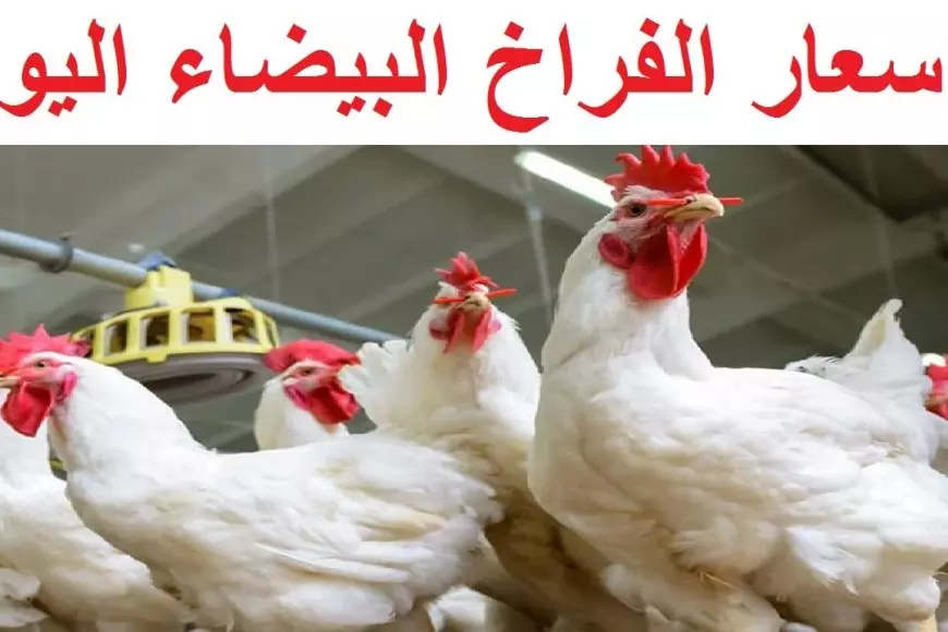 أسعار الدواجن البيضاء اليوم في بورصة الدواجن المصرية الإثنين 9 يونيو 2025 وسعر كرتونة البيض في الأسواق أسعار الدواجن البيضاء اليوم في بورصة الدواجن المصرية الإثنين 9 يونيو 2025 وسعر كرتونة البيض في الأسواق