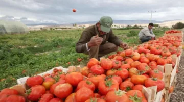 المواد الزراعية المصرية تصل إلى أكثر من 4.8 مليون طن بحلول عام 2025