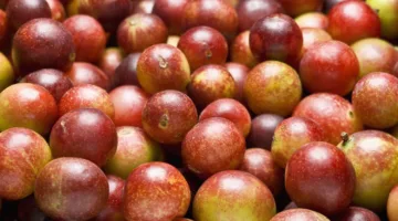 الكامو كامو.. الفاكهة الأكثر أهمية لمكافحة السمنة ولماذا لم تُزرع في مصر
