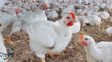 أسعار الدواجن البيضاء اليوم الثلاثاء بعد عيد الأضحى: استقرار في الأسواق وانتظار من المستهلكين.