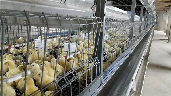 أسعار الطيور والدواجن والبيض في أسواق بورسعيد بتاريخ 10 يونيو 2025 أسعار الطيور والدواجن والبيض في أسواق بورسعيد بتاريخ 10 يونيو 2025