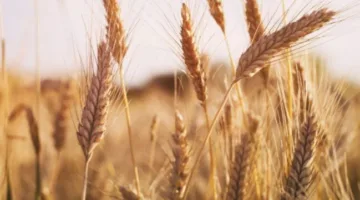 القمح ينخفض أكثر عن أعلى نقطة له في شهرين