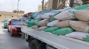 منذ انطلاق موسم الحصاد.. شون وصوامع البحيرة تستقبل 307 أطنان من القمح من المزارعين