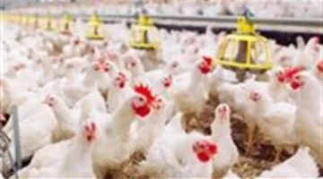 أسعار لحوم الدواجن والبيض في البورصة اليوم الثلاثاء 10 يونيو
