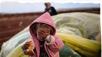 “الأونروا”: الجوع يقتل الفلسطينيين وسرقة وقتل بلا حدود في قطاع غزة