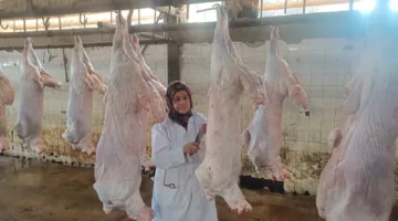 3443 ذبيحة في مجازر الجيزة وتشكيل غرفة عمليات لمعالجة شكاوى المواطنين