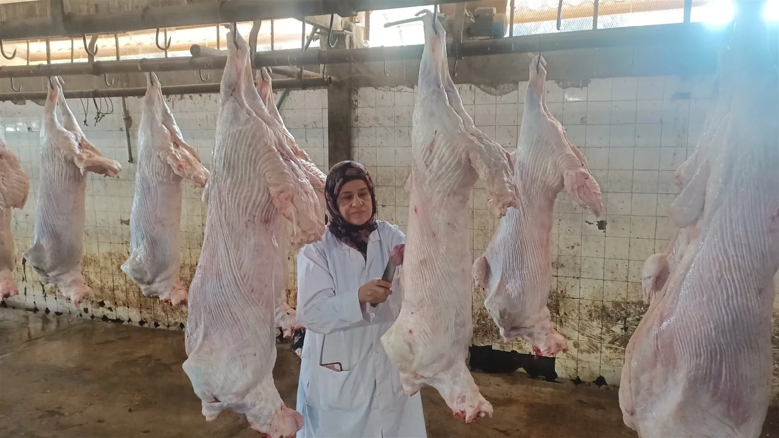 3443 ذبيحة في مجازر الجيزة وتشكيل غرفة عمليات لمعالجة شكاوى المواطنين 3443 ذبيحة في مجازر الجيزة وتشكيل غرفة عمليات لمعالجة شكاوى المواطنين