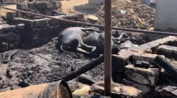 مصرع 25 رأسًا من الماشية في حريق يلتهم 5 حظائر بالمنوفية