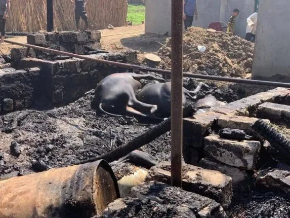 مصرع 25 رأسًا من الماشية في حريق يلتهم 5 حظائر بالمنوفية مصرع 25 رأسًا من الماشية في حريق يلتهم 5 حظائر بالمنوفية