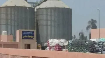 استلام 275,212 طن من القمح ومواصلة التوريد في بني سويف