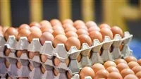 “شعبة البيض” تعلن استقرار الأسعار: طبق البيض الأبيض بـ 125.75 جنيه والأحمر بـ 130.75 جنيه.