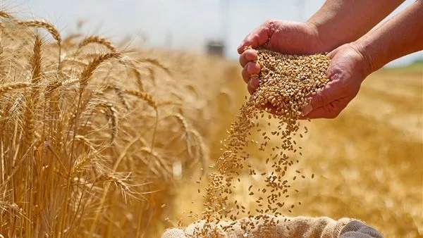 مديرية تموين دمياط: استلام 46 ألف طن من القمح في شون وصوامع المحافظة مديرية تموين دمياط: استلام 46 ألف طن من القمح في شون وصوامع المحافظة
