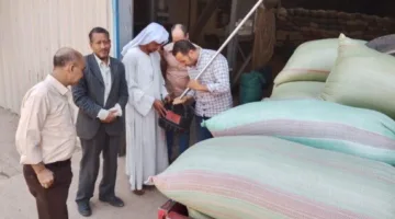 المنيا تواصل تعزيز الأمن الغذائي: توريد أكثر من نصف مليون طن من القمح حتى الآن