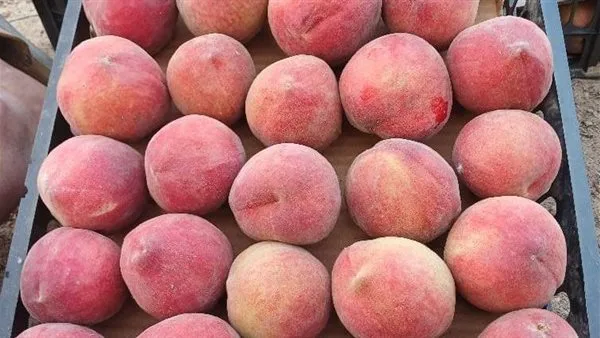أسعار الفواكه في الإسكندرية اليوم الأربعاء: الخوخ بسعر 65 جنيها أسعار الفواكه في الإسكندرية اليوم الأربعاء: الخوخ بسعر 65 جنيها