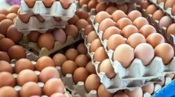 أسعار أنواع كرتون البيض اليوم في منافذ وزارة الزراعة