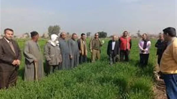 الزراعة تراجع الأنشطة البحثية والإرشاد في قرى الأقصر الزراعة تراجع الأنشطة البحثية والإرشاد في قرى الأقصر