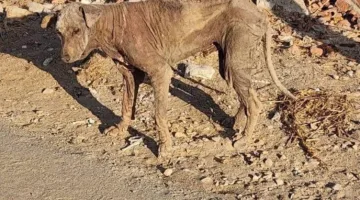 انكشاف حقيقة ظهور “كائن غامض” في أبوصوير بالإسماعيلية (صور)