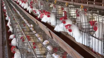 أسعار الدواجن في البورصة: انخفاض في أسعار الفراخ البيضاء والبيض يتجاوز 130 جنيهاً في المزرعة.