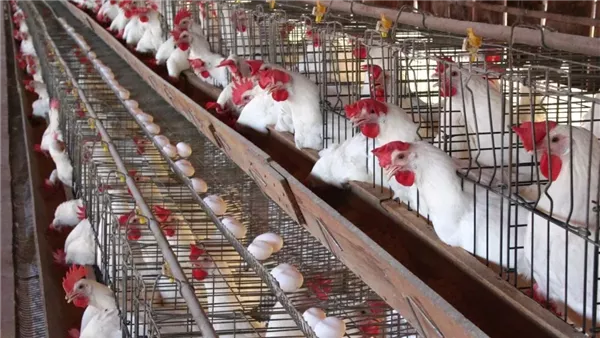 أسعار الدواجن في البورصة: انخفاض في أسعار الفراخ البيضاء والبيض يتجاوز 130 جنيهاً في المزرعة. أسعار الدواجن في البورصة: انخفاض في أسعار الفراخ البيضاء والبيض يتجاوز 130 جنيهاً في المزرعة.