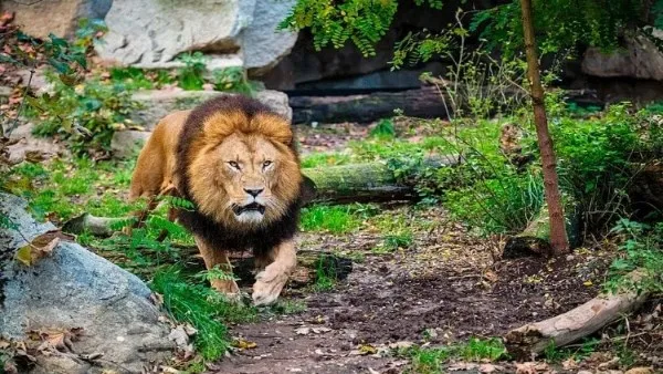 أمام زوجته وأصدقائه: أسد يفتك برجل أعمال ألماني في ناميبيا أمام زوجته وأصدقائه: أسد يفتك برجل أعمال ألماني في ناميبيا