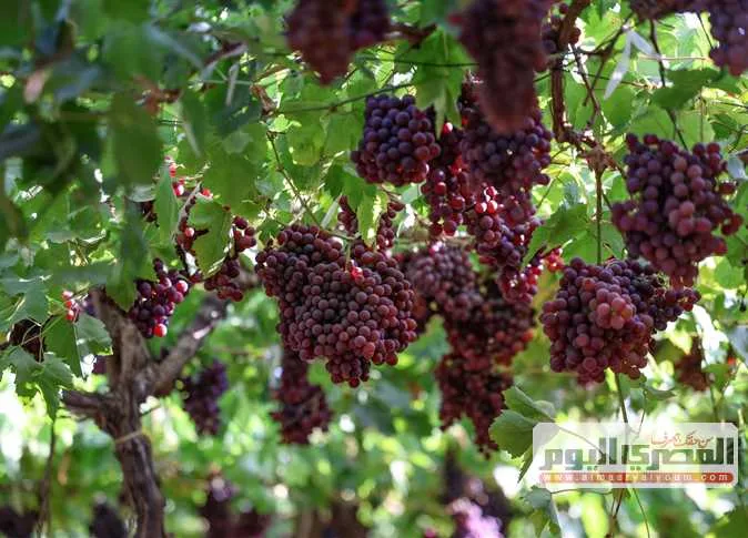 «حصاد العنب: تفاعل بين الجمال والتراث التقليدي (صور)»