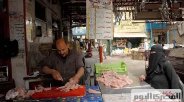 «شعبة الدواجن»: توقعات بزيادة أسعار الدجاج قريباً واستقرار أسعار البيض