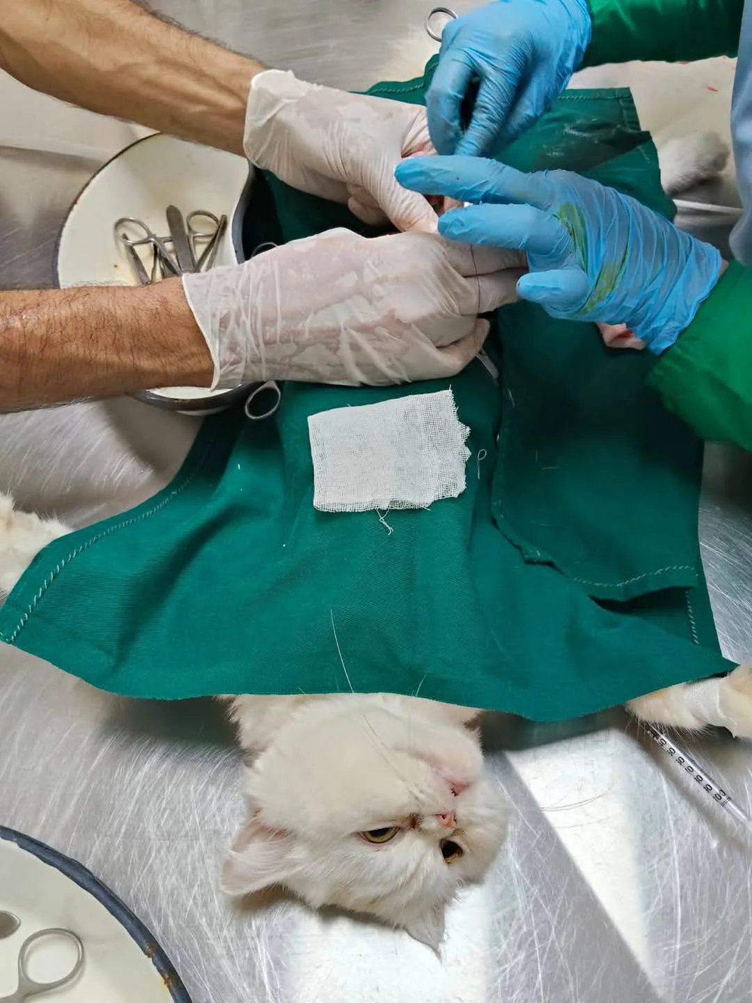 شاهد.. أطباء بيطريون يجرون عملية قيصرية لإنقاذ قطة في الغربية شاهد.. أطباء بيطريون يجرون عملية قيصرية لإنقاذ قطة في الغربية