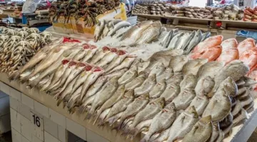 أسعار الأسماك والمنتجات البحرية في الغربية اليوم الخميس 12 يونيو 2025