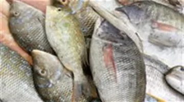 أسعار الأسماك والمأكولات البحرية في سوق العبور اليوم، الخميس 12 يونيو