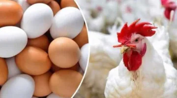 أسعار الدواجن ليوم الخميس 12 يونيو 2025