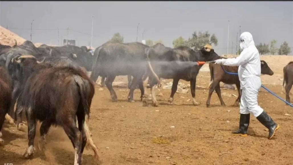 الناصرية في الصدارة وكربلاء والأنبار في المؤخرة: آخر تطورات الحمى النزفية في العراق الناصرية في الصدارة وكربلاء والأنبار في المؤخرة: آخر تطورات الحمى النزفية في العراق