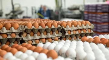 أسعار البيض في الإسكندرية بتاريخ اليوم الخميس