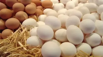 أسعار كرتونة البيض الأبيض والأحمر ليوم الخميس 12 يونيو 2025