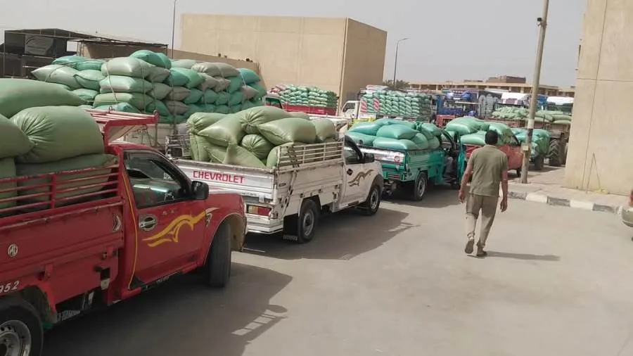 محافظ المنيا: مواصلة عمليات توريد القمح بإجمالي 506 آلاف طن محافظ المنيا: مواصلة عمليات توريد القمح بإجمالي 506 آلاف طن
