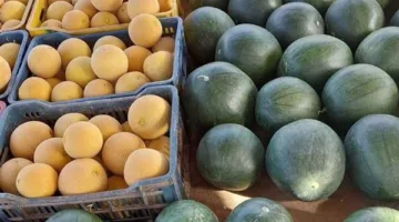 اليوم الخميس: أسعار الفواكه في الإسكندرية.