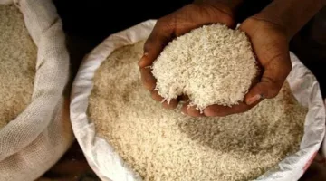 أسعار طن الأرز البني اليوم الخميس 12 يونيو 2025