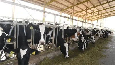 لرفع الكفاءة وتحسين الأنواع: مساعي الدولة لتطوير قطاع الثروة الحيوانية والداجنة واستراتيجية التطوير الوراثي لرفع الكفاءة وتحسين الأنواع: مساعي الدولة لتطوير قطاع الثروة الحيوانية والداجنة واستراتيجية التطوير الوراثي