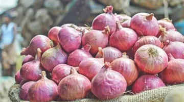 زيادة صادرات البصل المصري إلى 1000 طن يوميًا.. ونقيب الفلاحين يطمئن المواطنين
