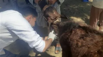وزارة الزراعة تطلق 431 قافلة بيطرية مجانية لعلاج أكثر من 235 ألف حيوان وطائر
