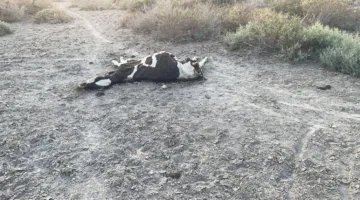 الزراعة: نفوق عدد كبير من المواشي شمال البصرة بسبب تلوث مياه نهر الفرات