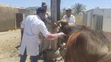 الزراعة تقوم بتنظيم 431 قافلة بيطرية مجانية لعلاج 235 ألف حيوان وطائر في 393 قرية خلال شهر مايو.