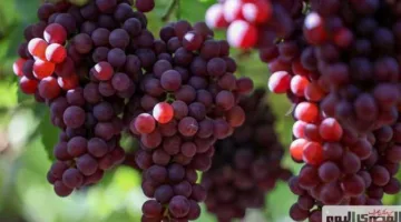 العاهل المتوج في عالم الفاكهة.. «المصري اليوم» ترصد حصاد مزارع العنب (صور)