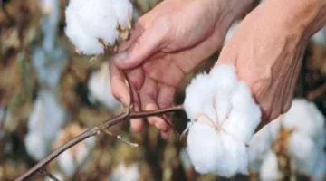 الصين تعدل توقعاتها ل واردات القطن إلى 1.2 مليون طن خلال هذا الموسم
