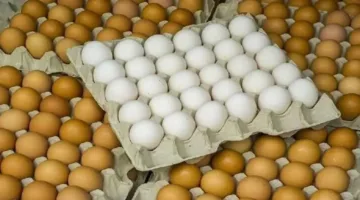 أسعار كرتونة البيض والدجاج الأبيض والبلدي اليوم، الخميس 12 يونيو 2025 في الأسواق