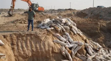 في بغداد.. تدمير 50 طنًا من اللحوم المستوردة