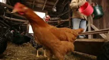 أسعار الدجاج الأبيض والبلدي وكرتونة البيض في الأسواق اليوم، الجمعة 13 يونيو 2025