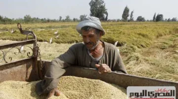 أسعار الأرز البني والأبيض في أسواق الشرقية اليوم الجمعة 13 يونيو 2025