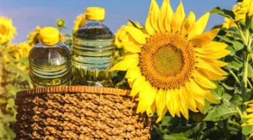 كيفية تعامل مصر مع تحديات زيادة إنتاج المحاصيل الزيتية والحد من الواردات؟